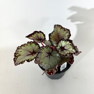 Begonia 'Dolce Vita' [#2053]