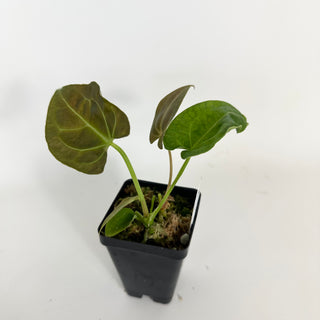 Anthurium 'Big Bertha' x 'Arnold Schwarzenegger' [#2075]