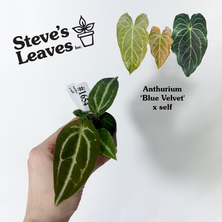 Anthurium 'Blue Velvet' x self - 3 Seedlings [#1654]