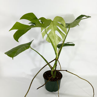 Monstera deliciosa var. borsigiana albo-variegata [#1531]