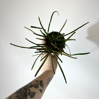 Hoya insularis [#2144]