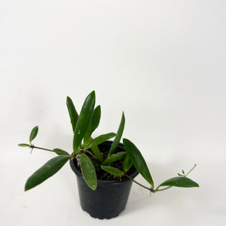 Hoya loheri