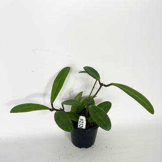 Hoya revolubilis [#2320]