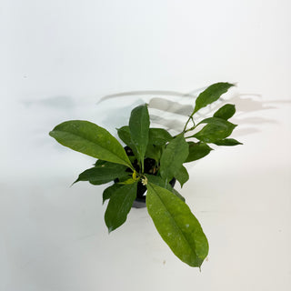 Hoya occultata [#2191]