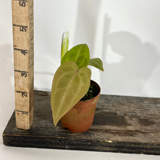 Anthurium forgetii/'Ace of Spades' x 'Arnold Schwarzenegger' - 2 Seedlings [#1897]