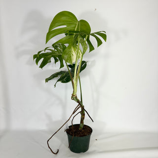 Monstera deliciosa var. borsigiana albo-variegata [#1638]