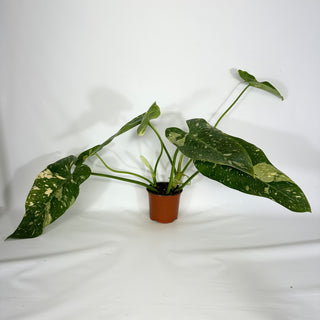 Philodendron 'Jose Buono' "Texas Form" (Non-TC) [#1162]