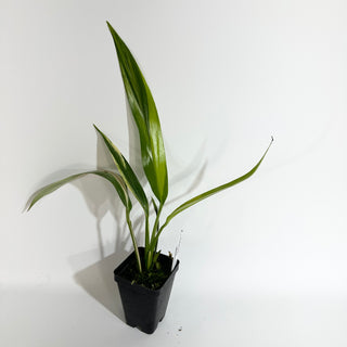 Z-5096 - Epipremnum amplissimum aurea variegata