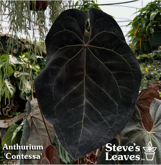Anthurium 'Contessa' x self - 2 Seedlings [#1481]