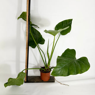 Z-4428 - Philodendron giganteum (Non-TC)