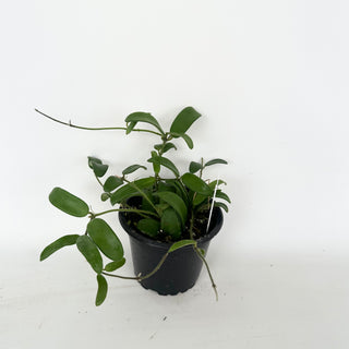 Hoya yuennanensis [#2037]