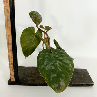 Z-4418 - Philodendron aff. brandtianum (Shingling Form)