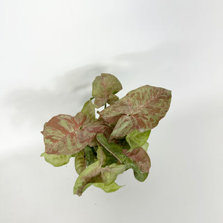 Syngonium podophyllum 'Pink Anya' [#2170]