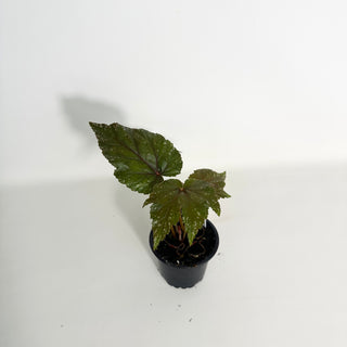 Begonia 'Gryphon' [#2153]