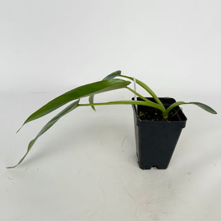 Philodendron spiritus-sancti