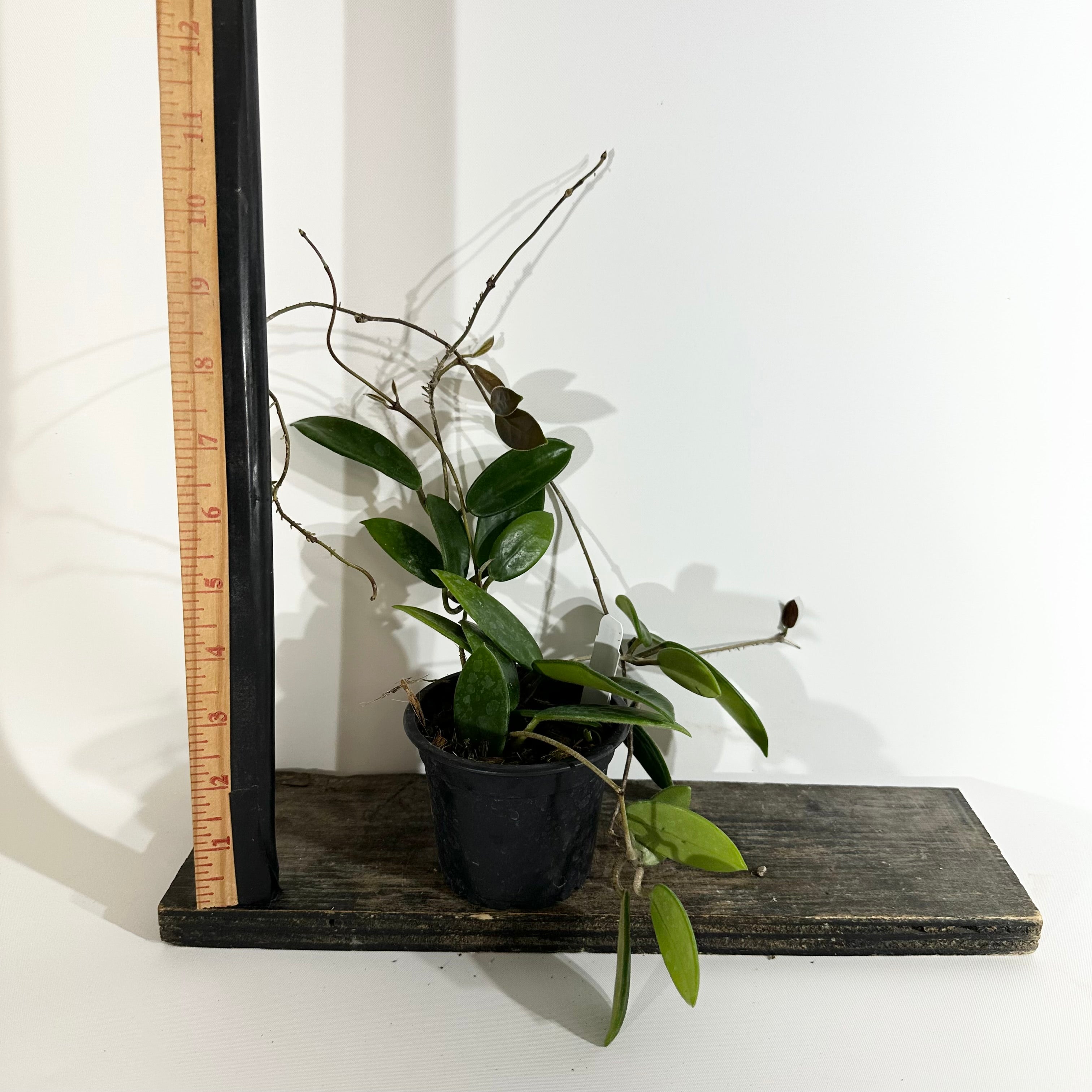 Z-5112 - Hoya vangviengiensis – Steve's Leaves