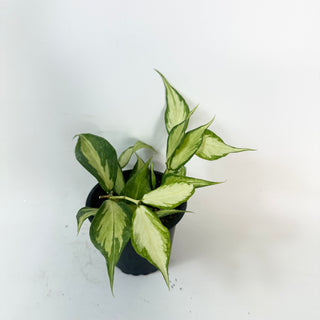 Hoya polyneura (inner variegated) [#2427]