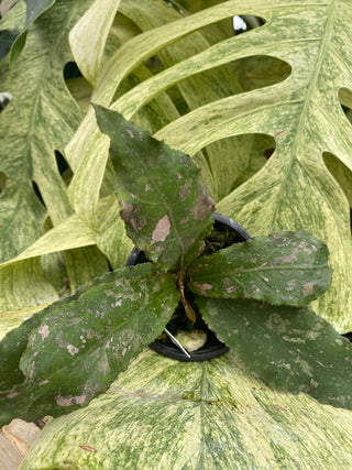 Hoya undulata