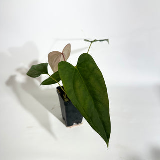 Anthurium 'Prince of Darkness' x indo portillae [#1785]