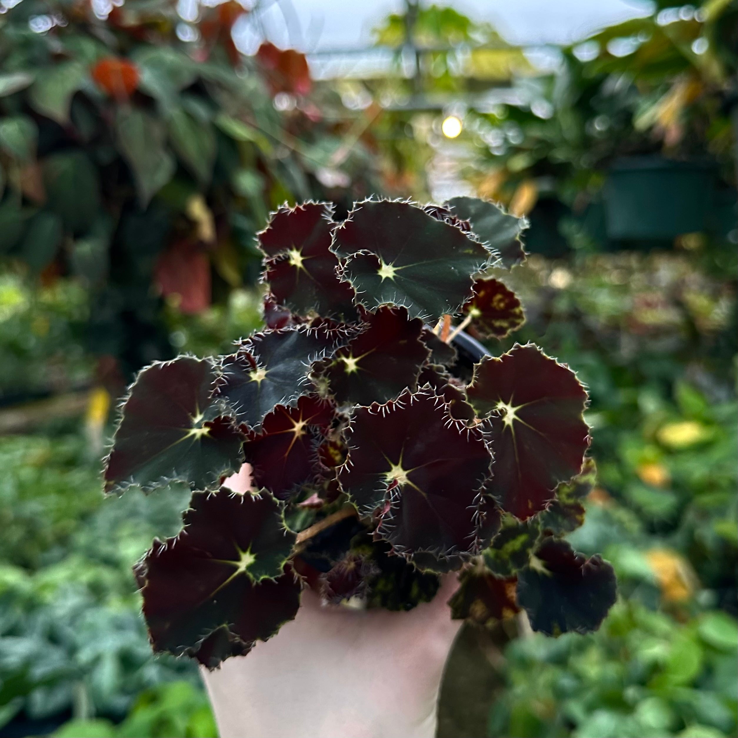 cara plants 5 seeds Begonia 'Mini Mo'