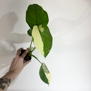 Syngonium chiapense variegated [#2009]