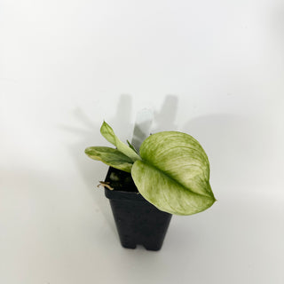 Z-4686 - Scindapsus treubii 'Moonlight Mint'