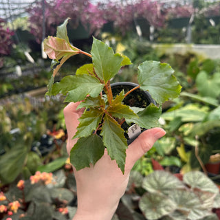 Begonia 'Carol Mac'