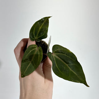 Anthurium magnificum/'Doc Block F2' x Variegated ('Ace of Spades'/papillilaminum) - 2 Seedlings [#1980]