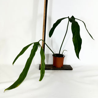 Philodendron holtonianum (Non-TC) [#1164]