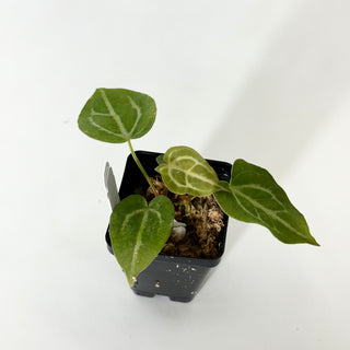 Anthurium magnificum/‘Silver Blush' x 'Arnold Schwarzenegger' [#1677]