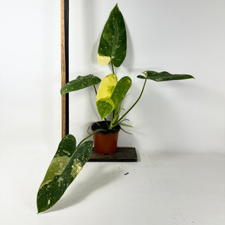 Philodendron 'Jose Buono' (Texas Form) [#2433]