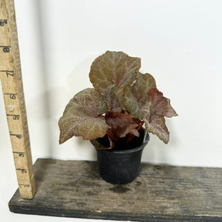 Begonia 'Robin' [#2091]