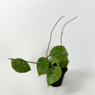 Hoya verticillata ksb silver [#2408]