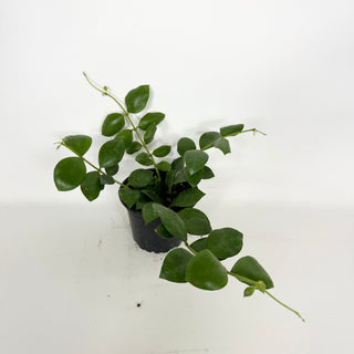 Hoya aeschynanthoides [#2298]