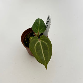 Anthurium 'Tezula Dreamweaver'/dorayaki x 'Arnold Schwarzenegger' - Seedling [#1412]