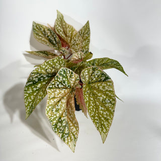 Begonia 'Snow Capped' (Variegated) [#1884]