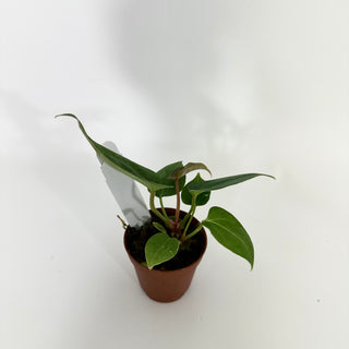 Anthurium 'Not The Mama' x self - 2 Seedlings [#1177]