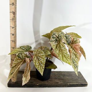 Begonia 'Snow Capped' (Variegated) [#1883]