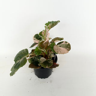Begonia cucullata (variegated) "Pink Mint" [#2047]