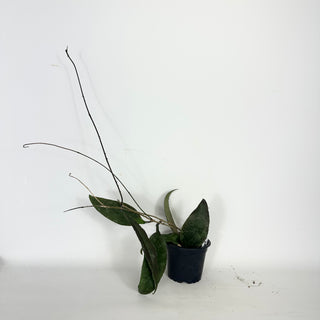 Hoya towutiensis [#2326]