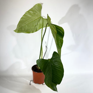 Philodendron genevievianum (Non-TC) [#1825]