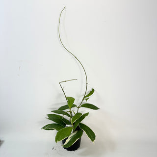 Hoya pimenteliana (outer variegated) [#2425]