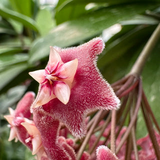 Hoya pubicalyx "Bangkok Black Beauty"