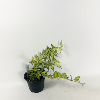 Hoya bella 'Luis Bois' [#1923]