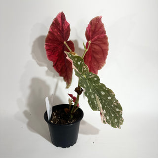 Begonia maculata (Variegated) [#2014]