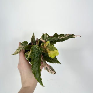 Begonia 'Ginny Galaxy' [#2110]
