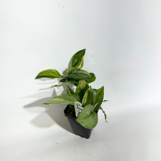 Z-5066 - Scindapsus pictus 'Rubicon'