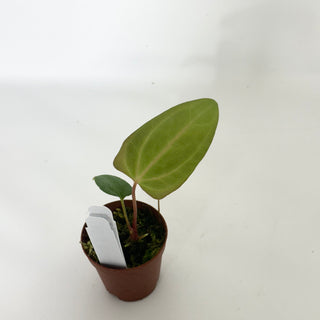 Anthurium 'Amelia's Delight' x 'Delta Force' - Seedling [#1657]