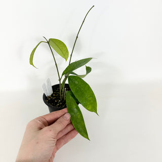 Hoya mappigera Borneo [#2291]