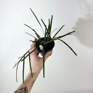 Hoya insularis [#2182]